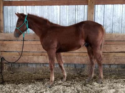 Chien Po Reed JW <BR> AQHA 5947387